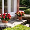 Artificial red geranium patio tubs on stone steps