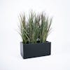Phormium grass screening planter