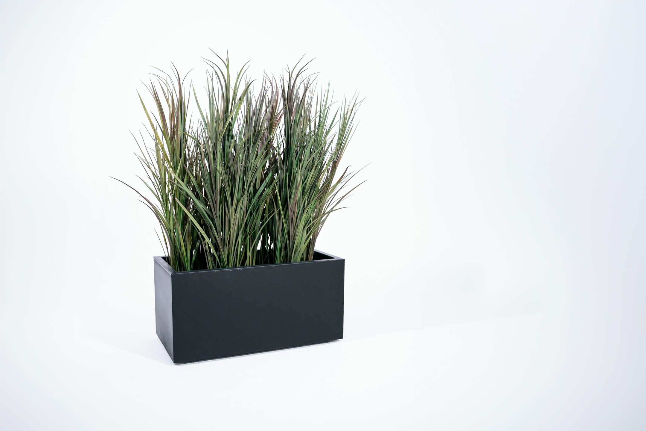 Phormium grass screening planter