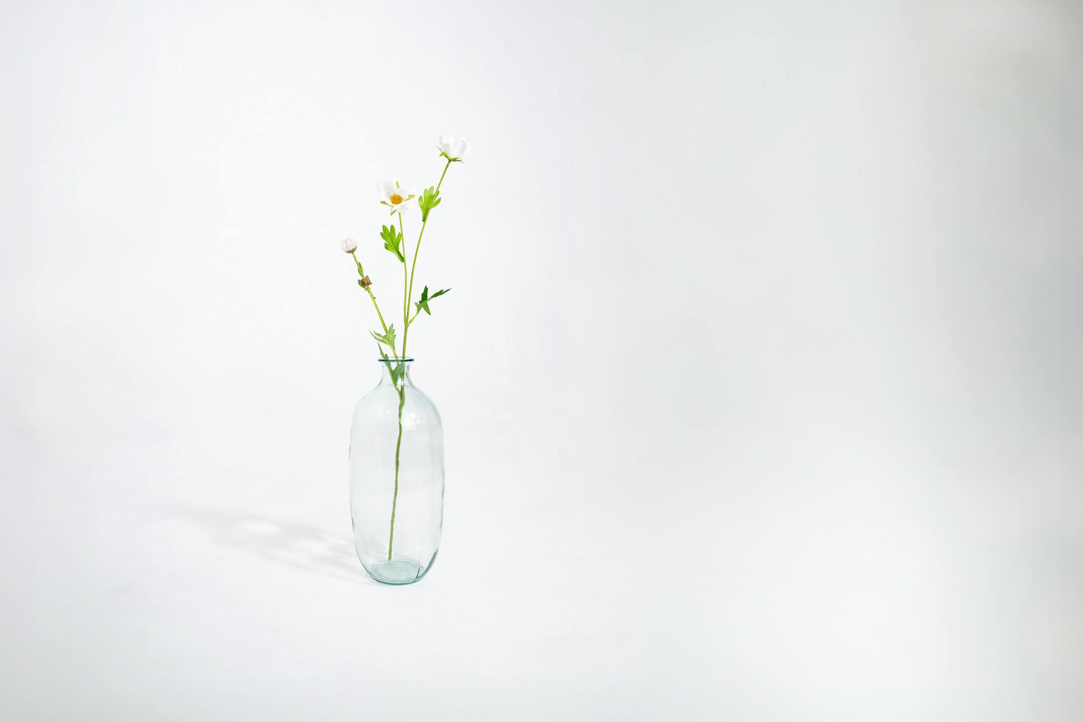 White artificial cosmo stem in glass vase