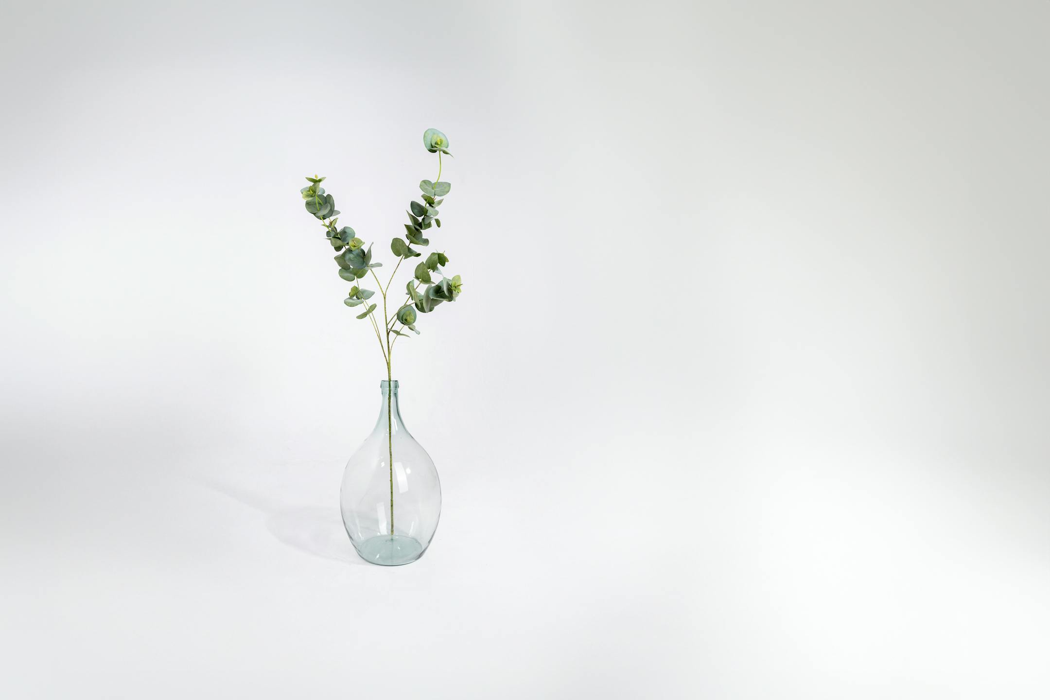 Artificial eucalyptus spray in glass vase