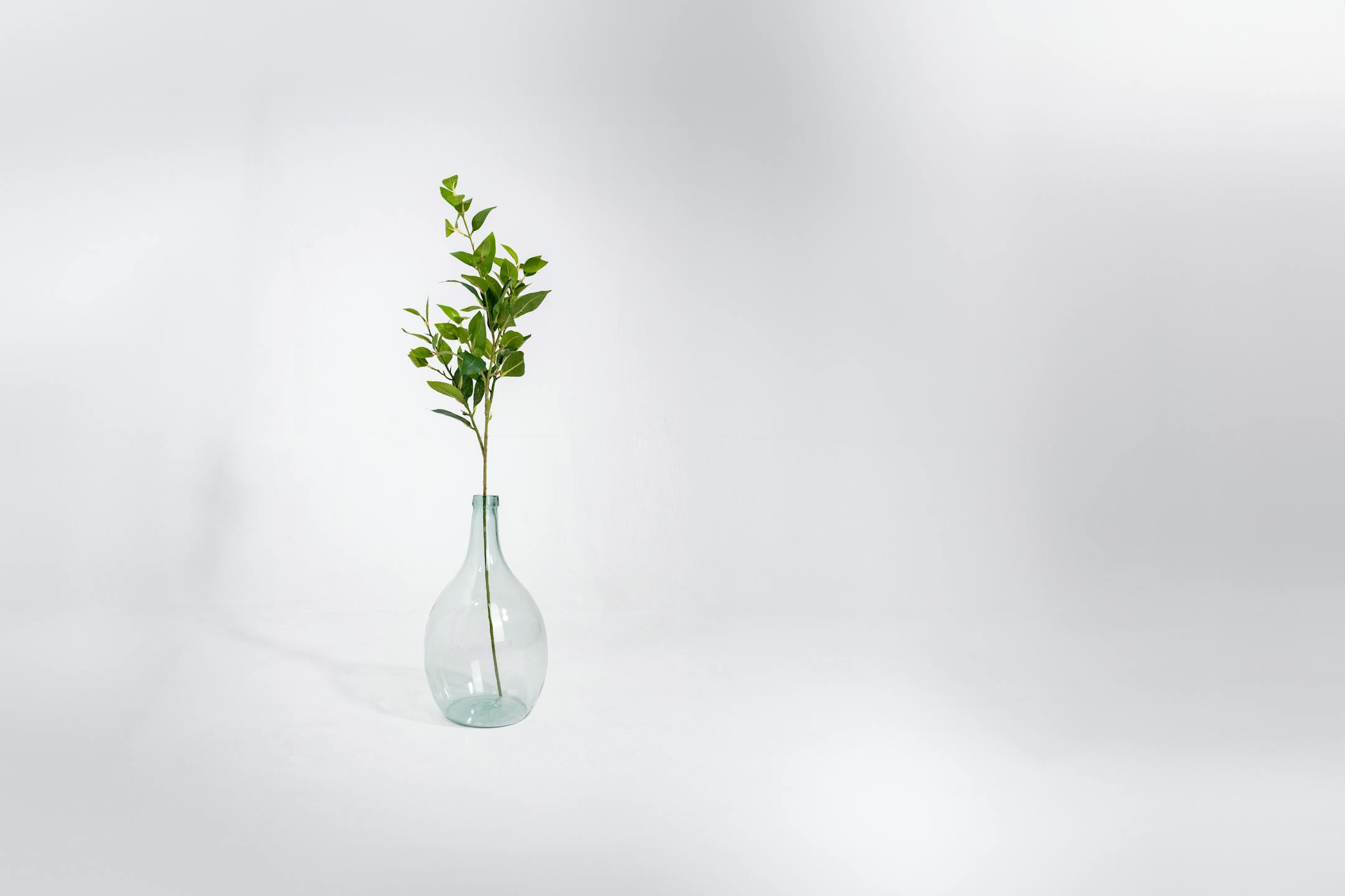 Artificial laurel foliage spray in glass vase