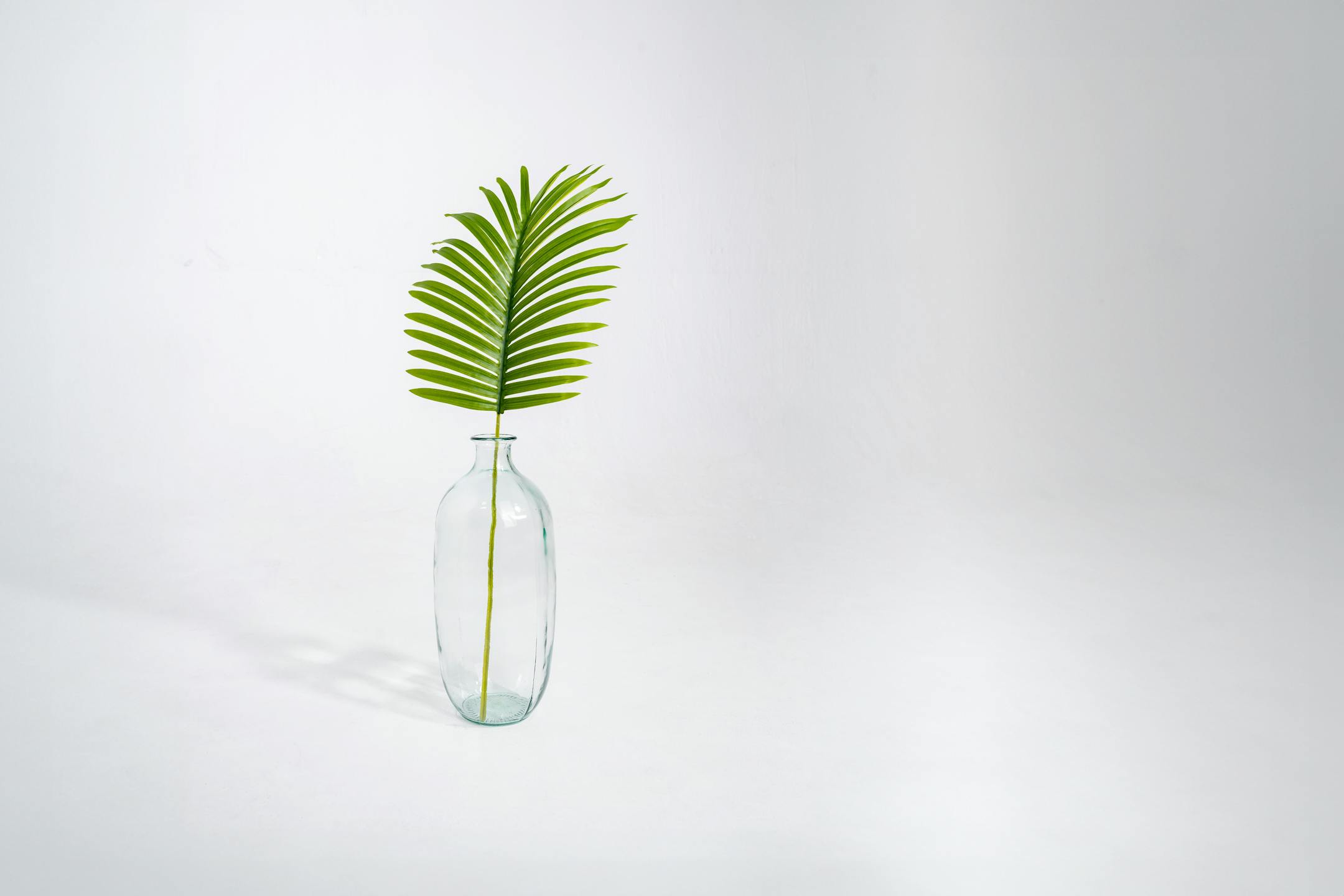 Artificial paradise leaf stem in glass vase