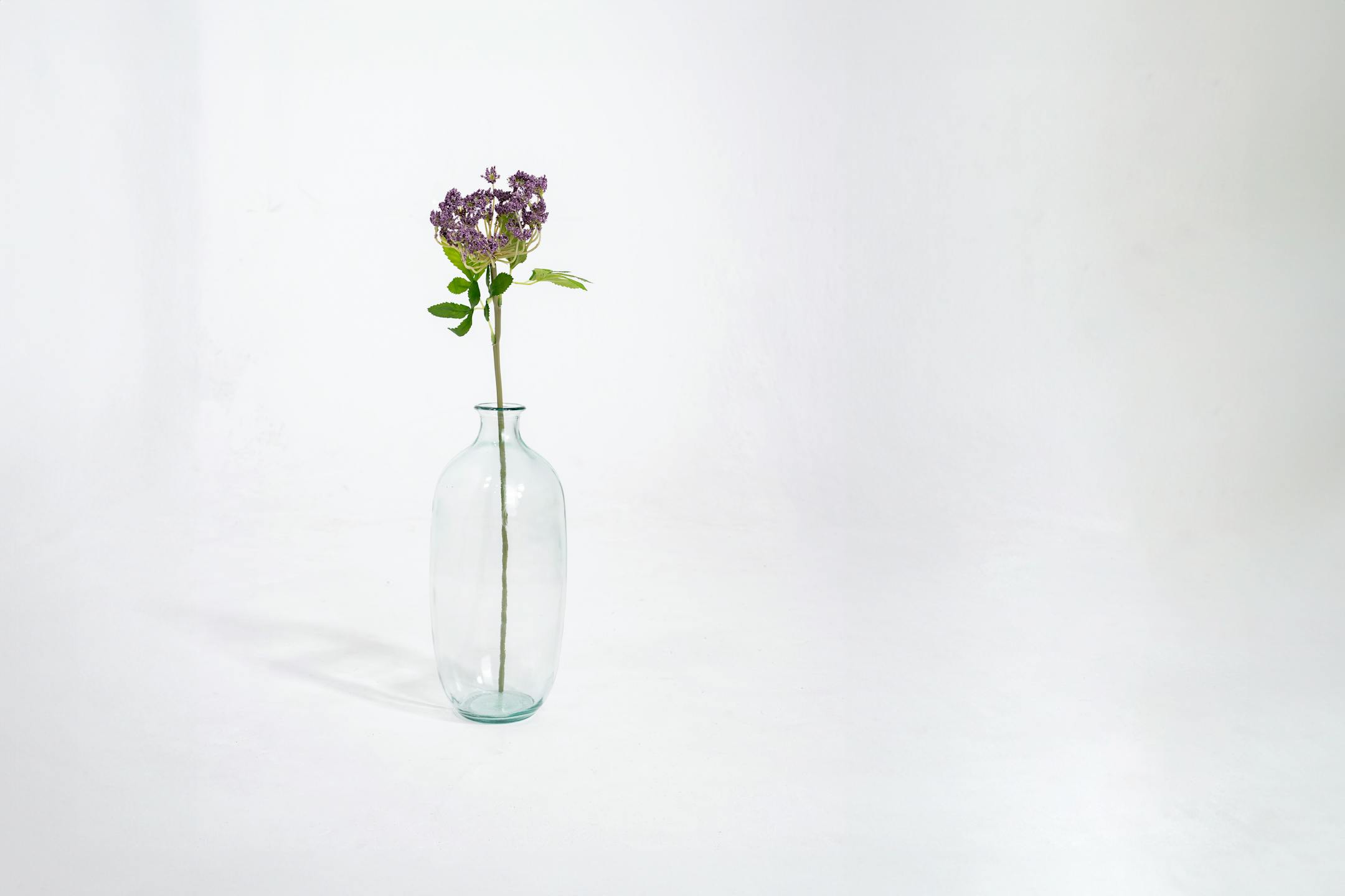 Purple artificial cow parsley stem in glass vase