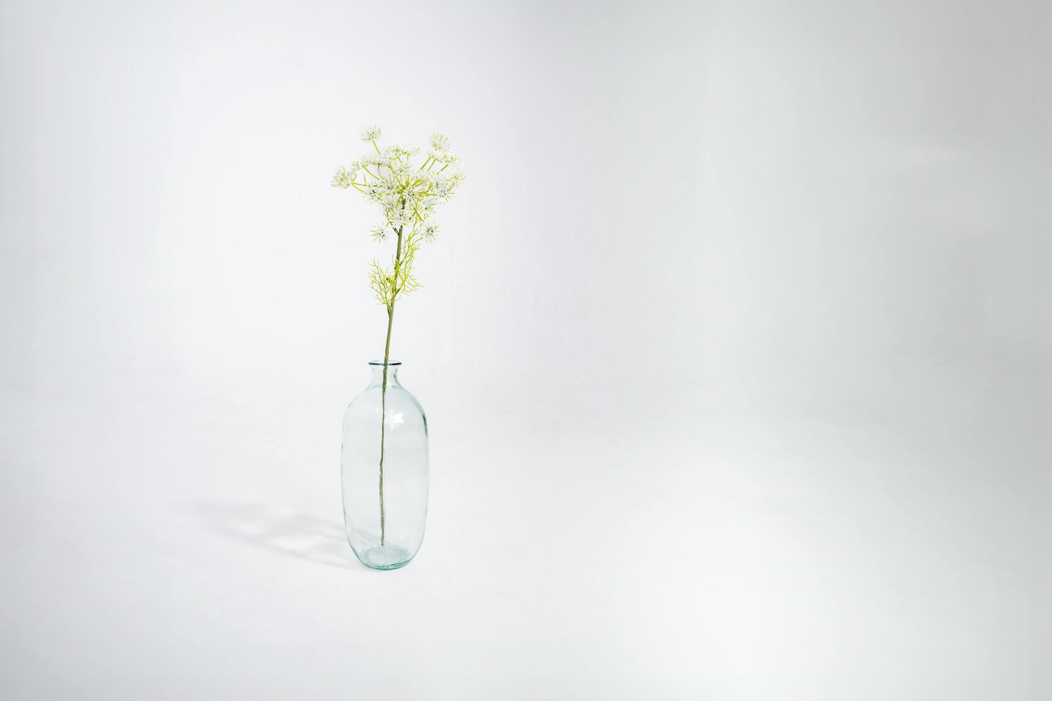 Artificial Queen Anne's lace stem in glass vase