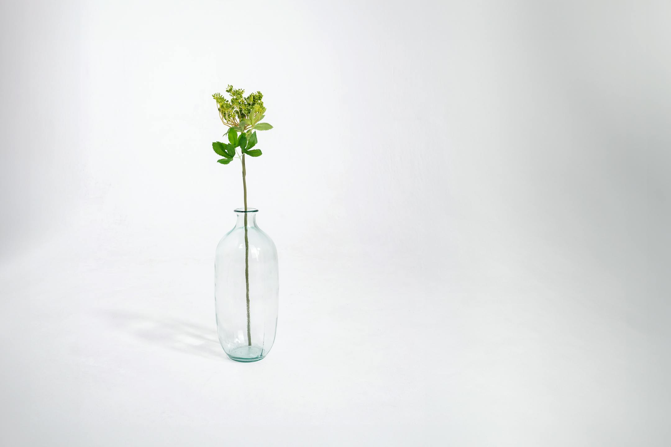 Green artificial cow parsley stem in glass vase