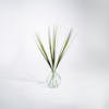 Three artificial China grass stems in glass vase