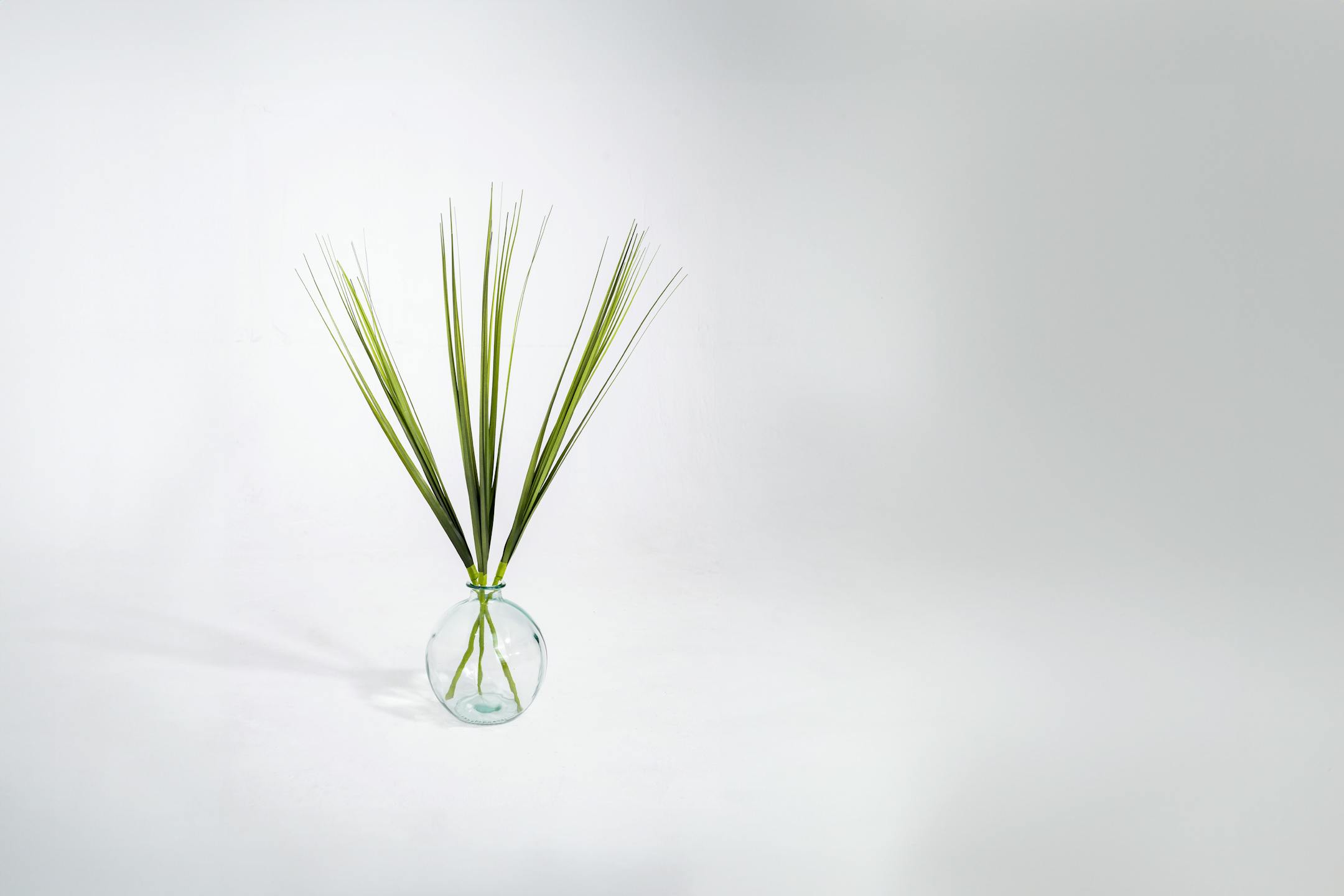 Three artificial China grass stems in glass vase
