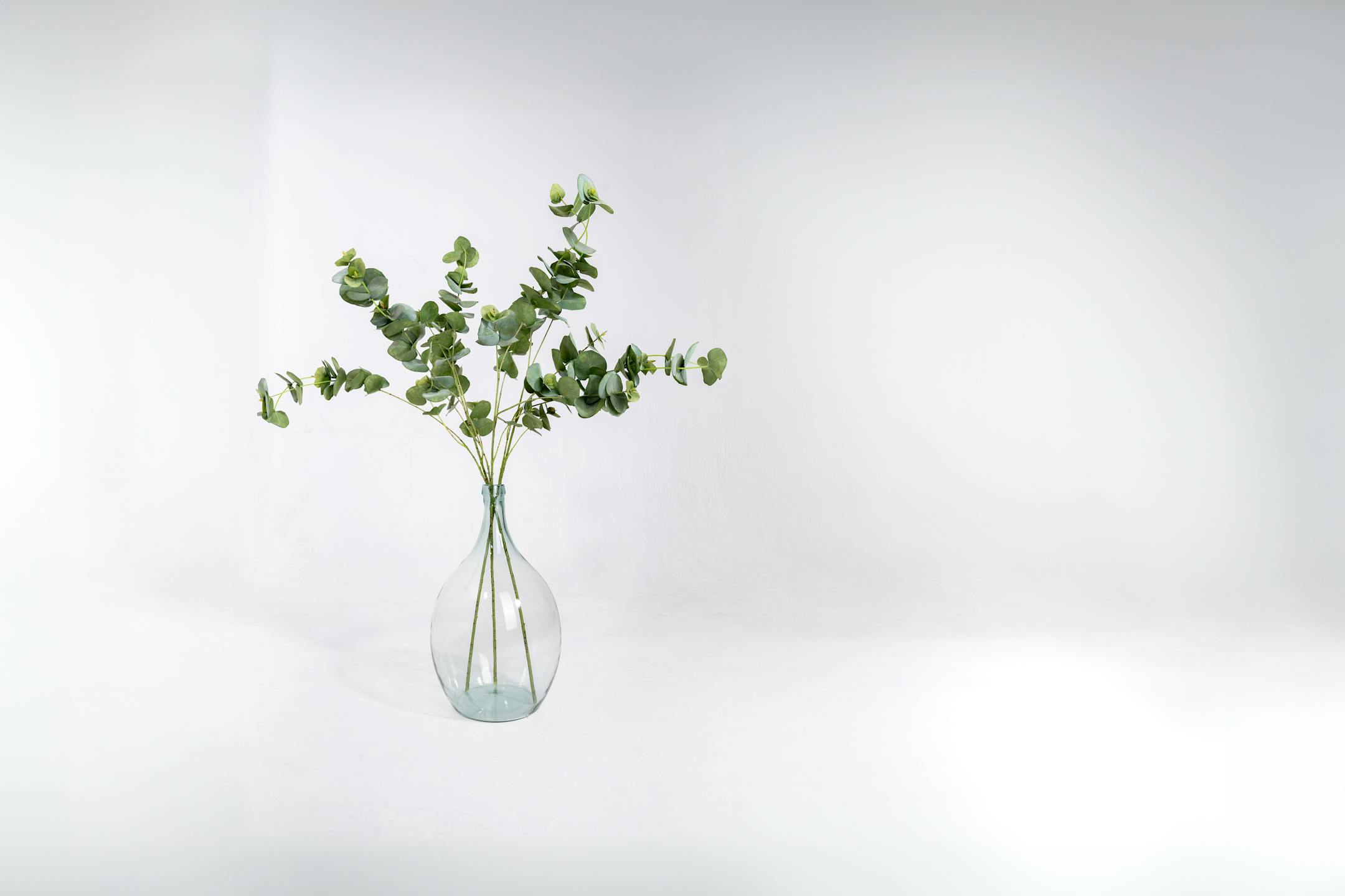 Three artificial eucalyptus sprays in glass vase