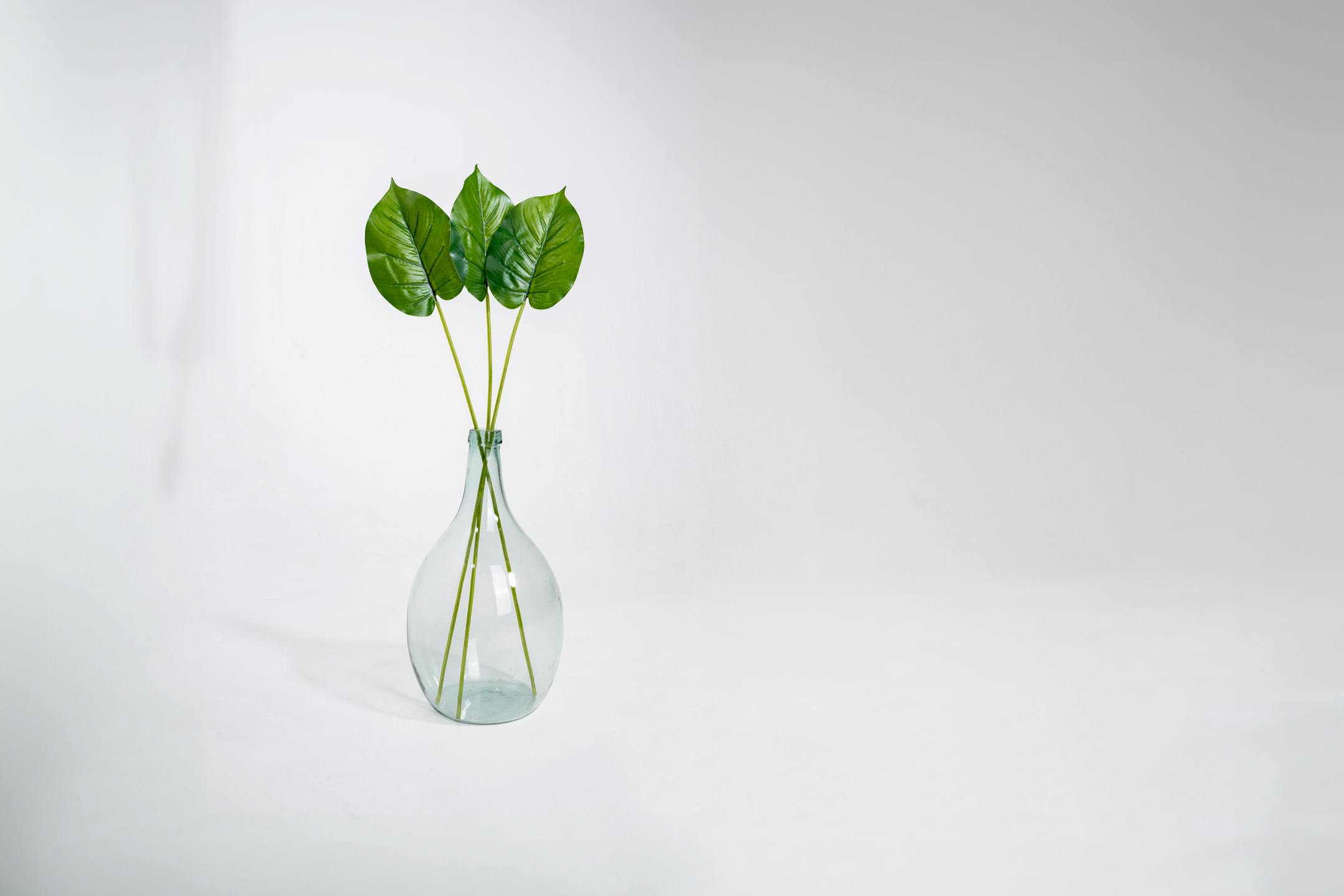 Three artificial pothos leaves in glass vase