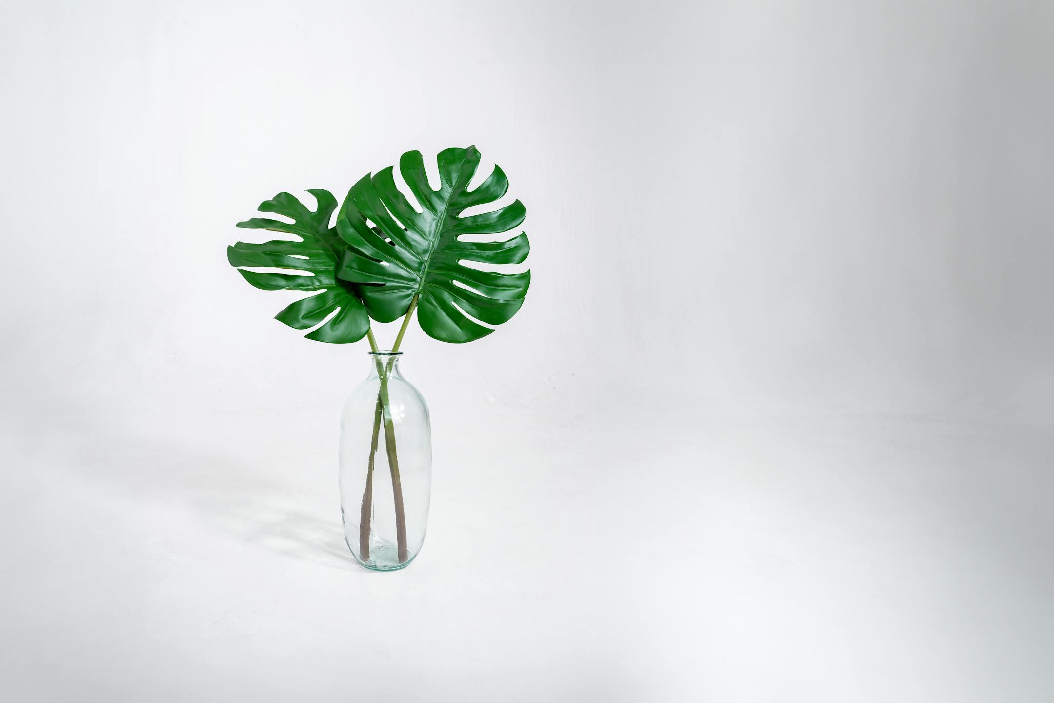 Two artificial monstera cheese plant leaves