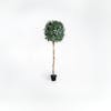 150cm artificial bay laurel tree