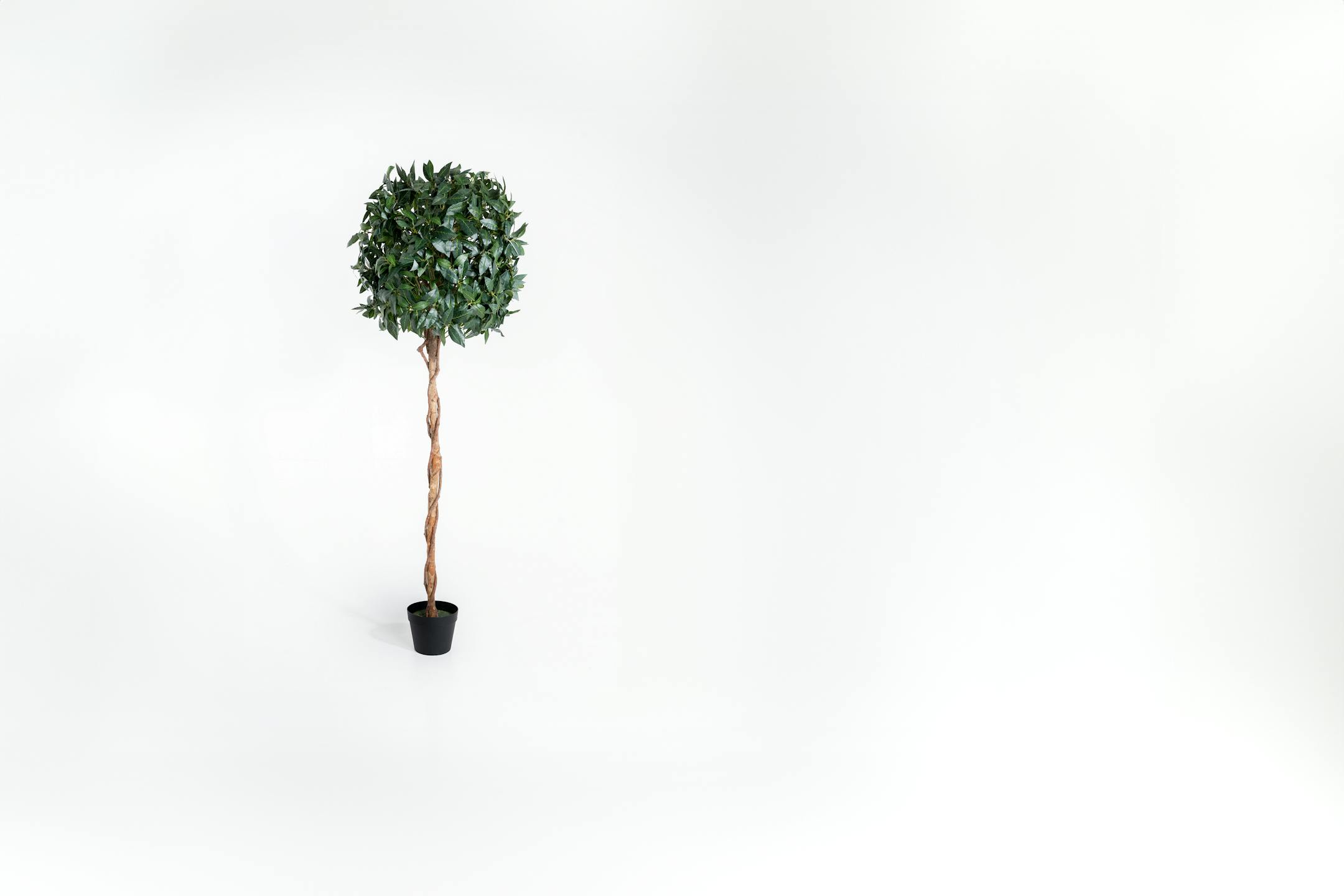 150cm artificial bay laurel tree