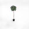 180cm artificial bay laurel tree