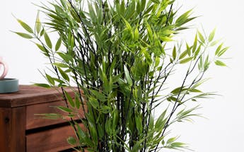 Fake umbrella bamboo plant in white pot dressed by storage box