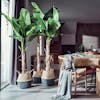 Faux musa banana trees in dining room by wooden table and chair