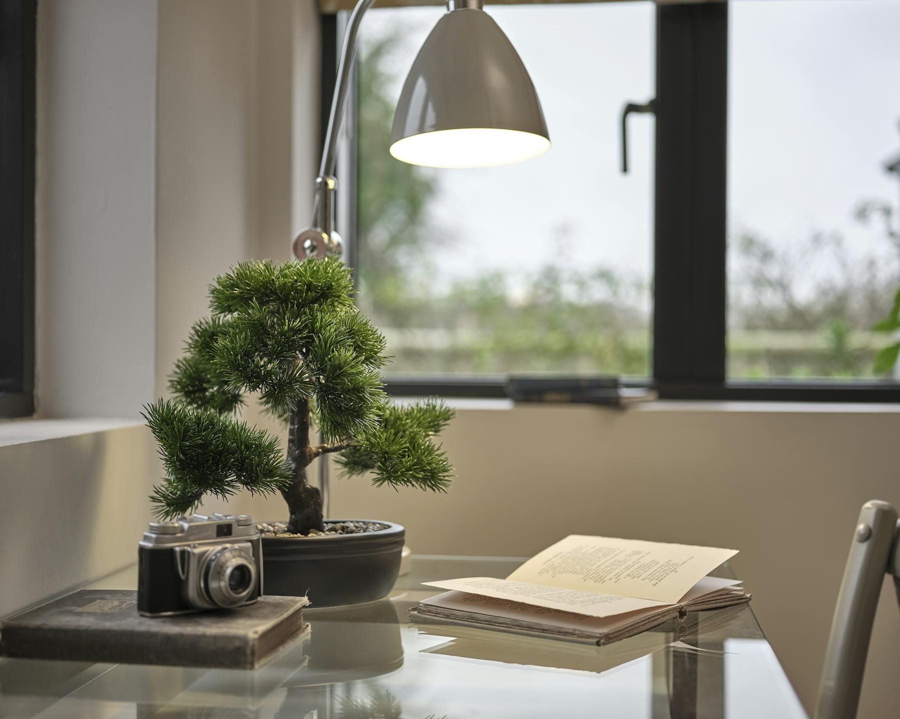 Faux pinus bonsai on glass desk