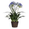 Artificial agapanthus flowering plant