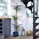 Artificial agave exotic plant in kitchen by spiral stairs