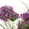Artificial alluring allium window box close up on purple flowers