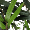 Close up of faux bamboo green leaf foliage