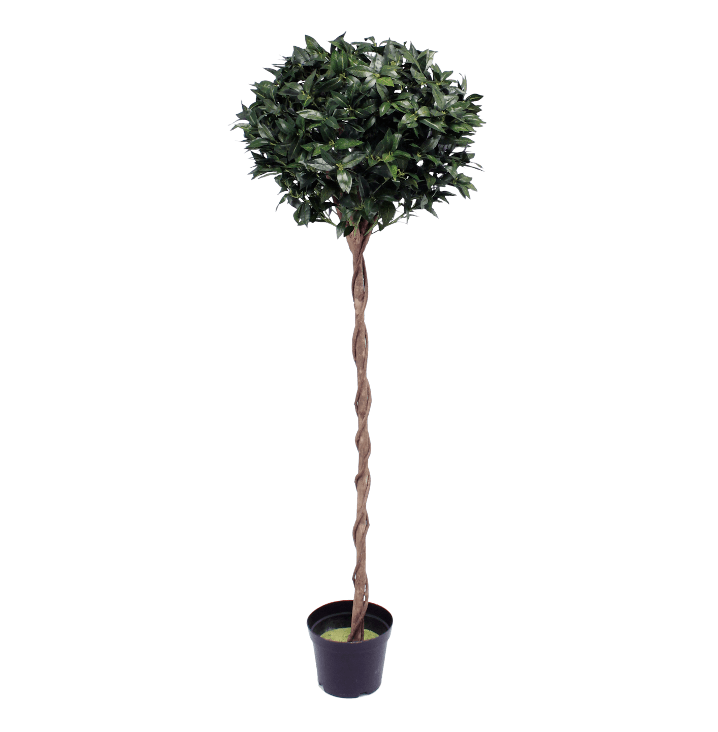 Blooming Artificial 6ft / 180cm artificial bay laurel tree