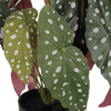 Faux begonia maculata leaves