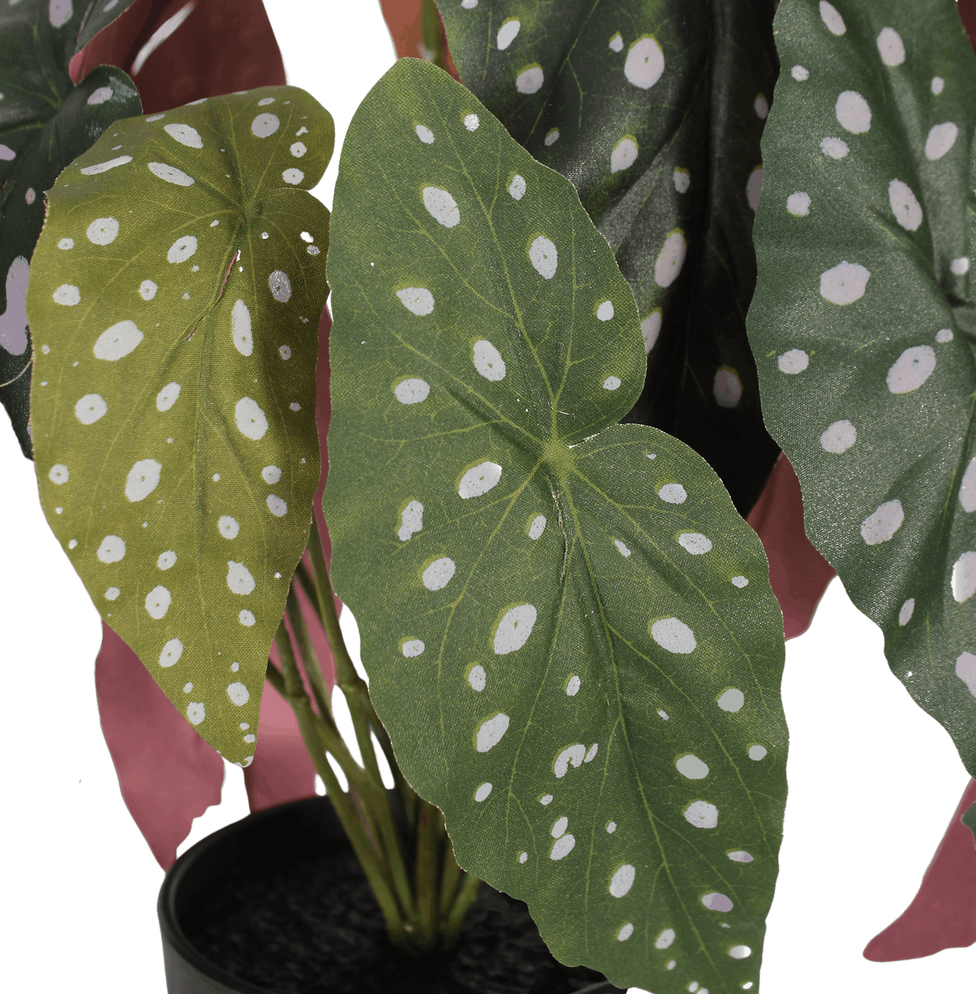 Faux begonia maculata leaves