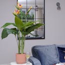 Artificial bird of paradise in blue living room