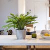 Artificial Boston fern and monstera plan on dining table in modern living room