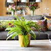 Artificial Boston fern on lounge table