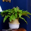 Apple-green artificial fern plant by Blooming Artificial - potted in seagrass basket