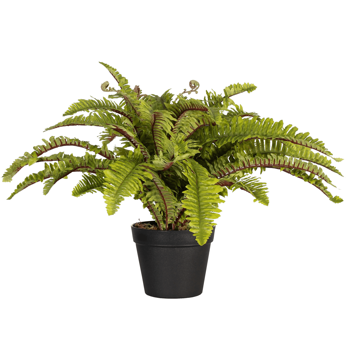 Artificial boston fern plant