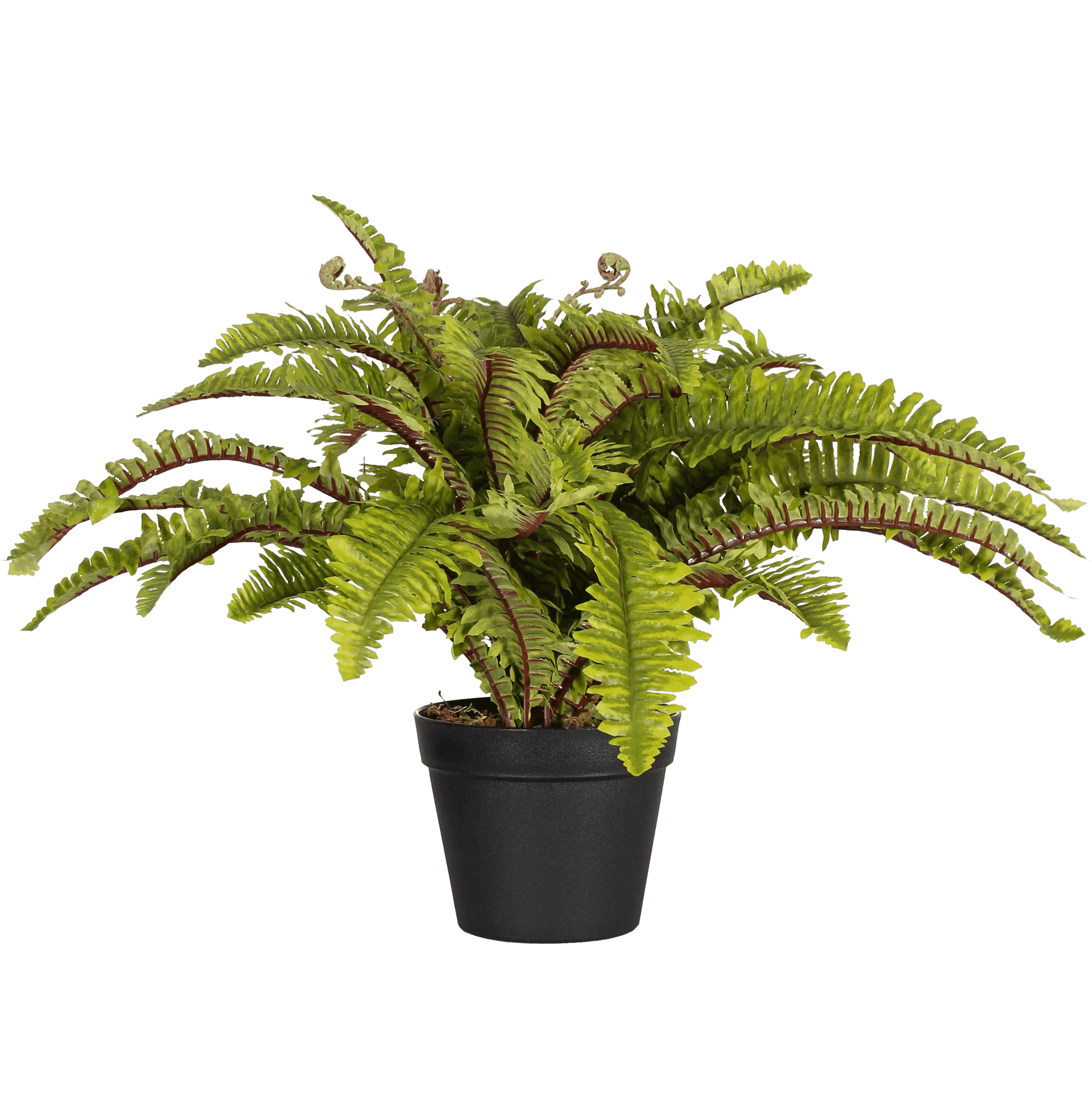 Artificial boston fern plant