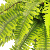 Artificial Boston fern small plant closeup of foliage