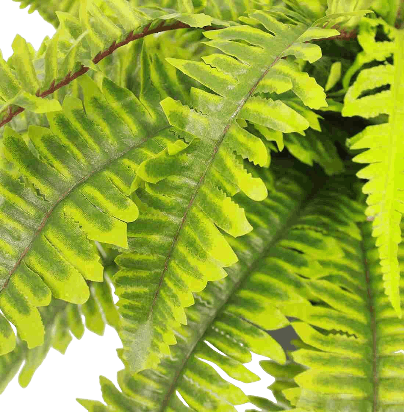 Artificial Boston fern small plant closeup of foliage