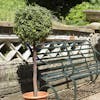 4ft artificial topiary tree in garden by green metal bench