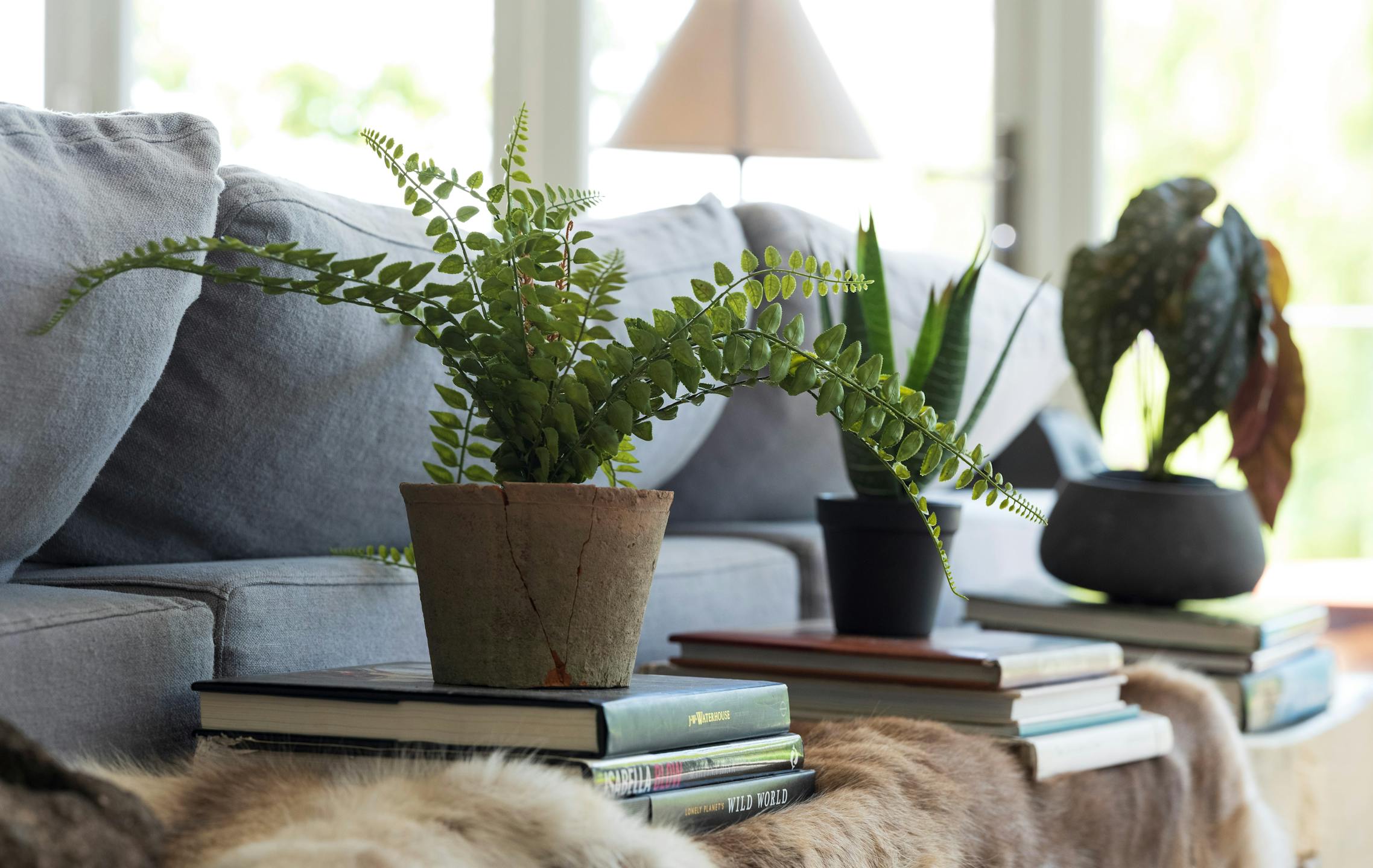 Artificial button fern in living room
