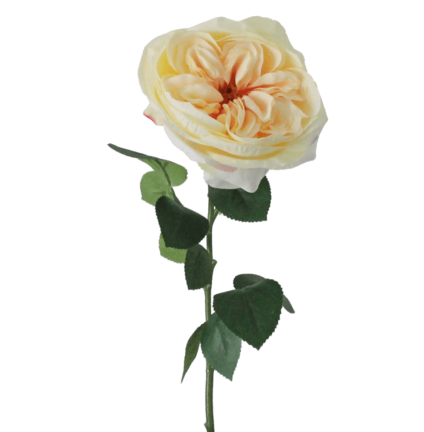 Artificial cabbage rose stem cream