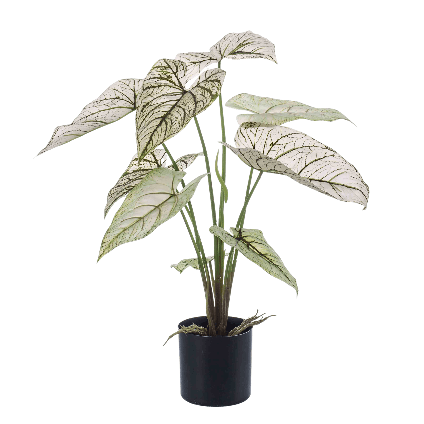 Artificial white green patterened caladium plant