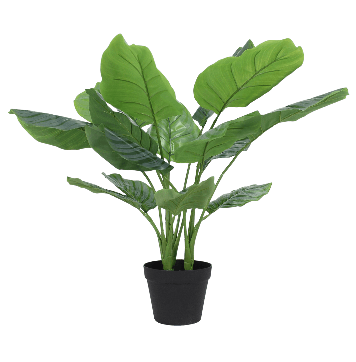 Artificial calathea orbifolia