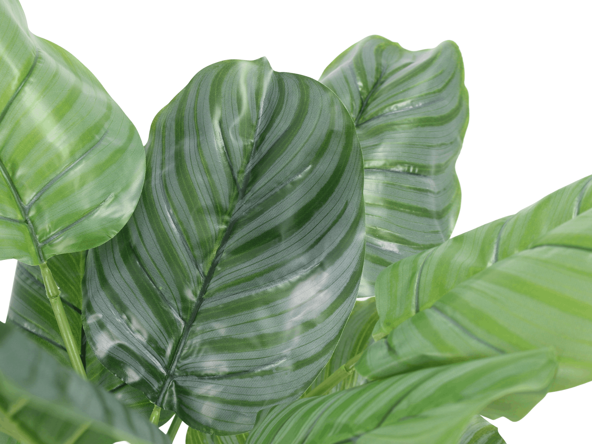 Faux calathea orbifolia leaves
