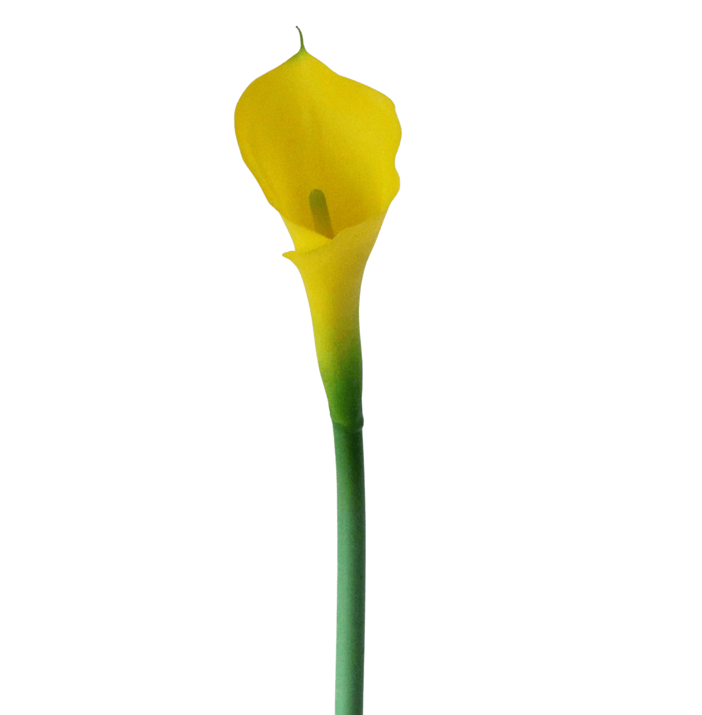Artificial calla lily stem