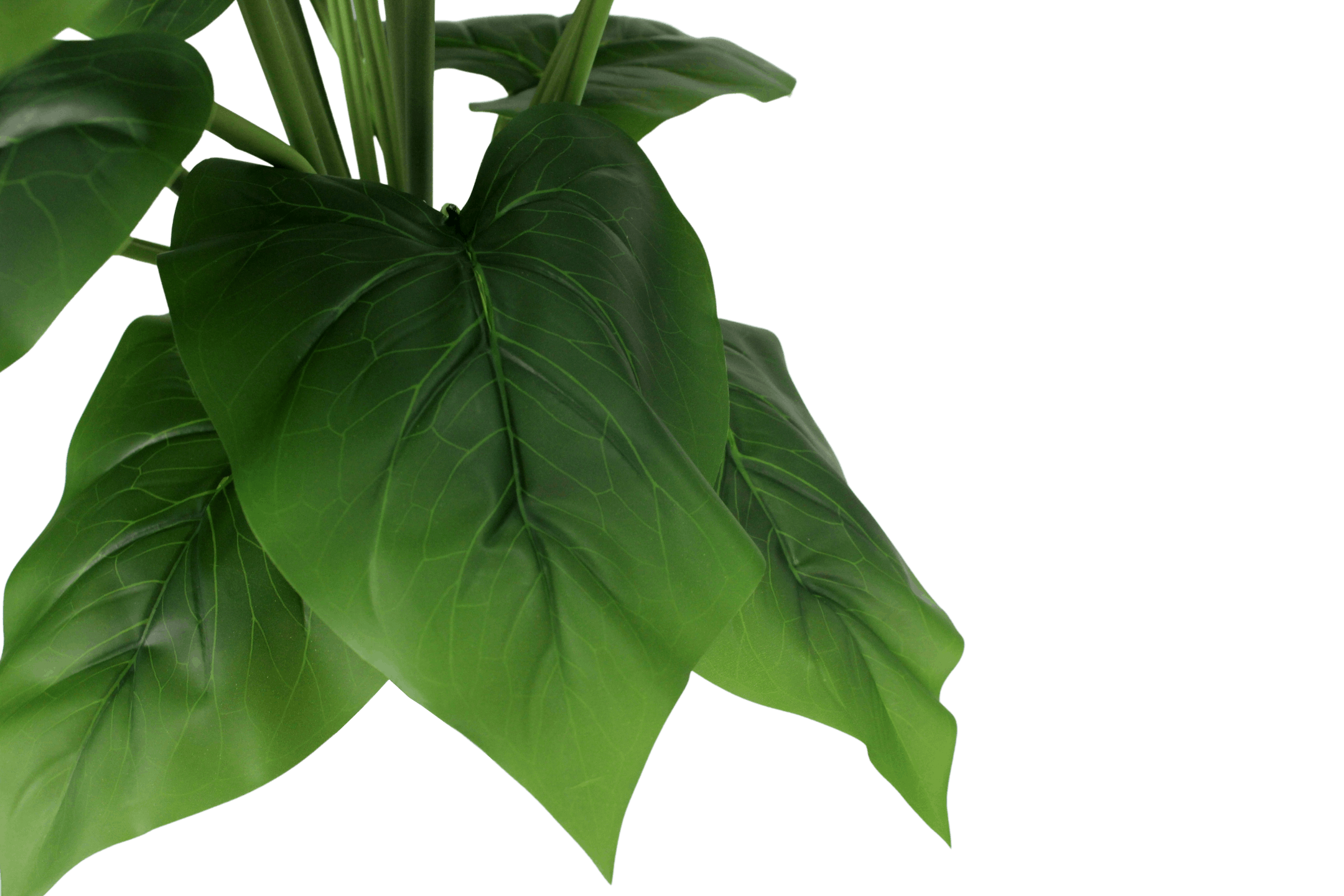 Artificial calla lily leaves