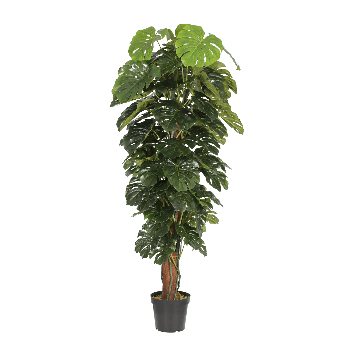Artificial cheeseplant 180cm