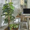 Artificial cheese plant 6ft