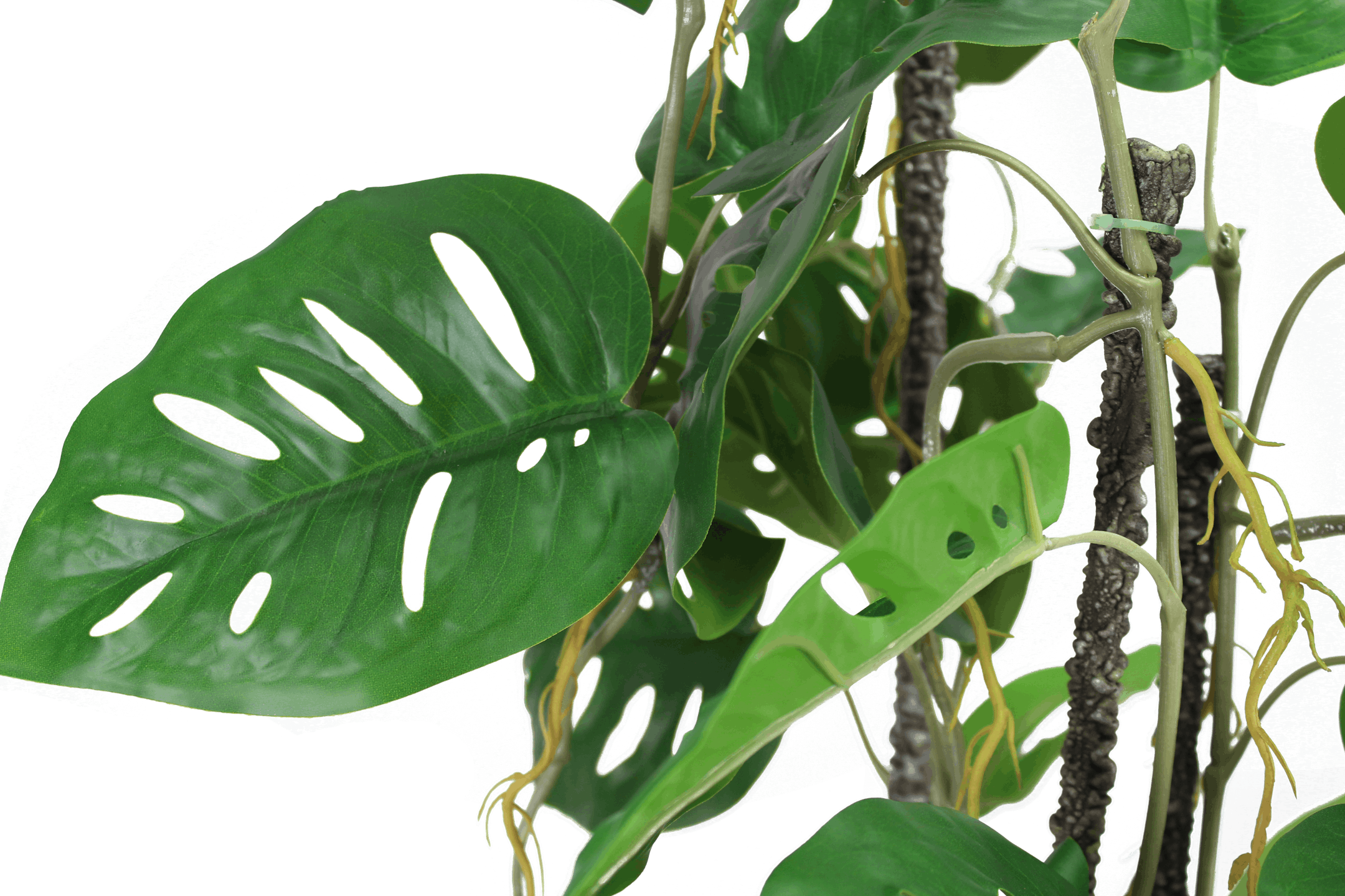 Artificial monkey monstera climbing plant closeup of foliage and support pole