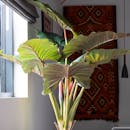 Faux colocasia leaves