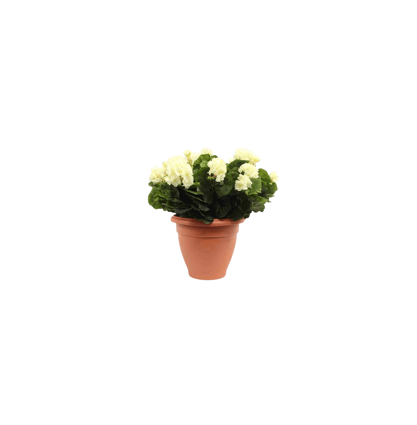Artificial geranium patio planter cream