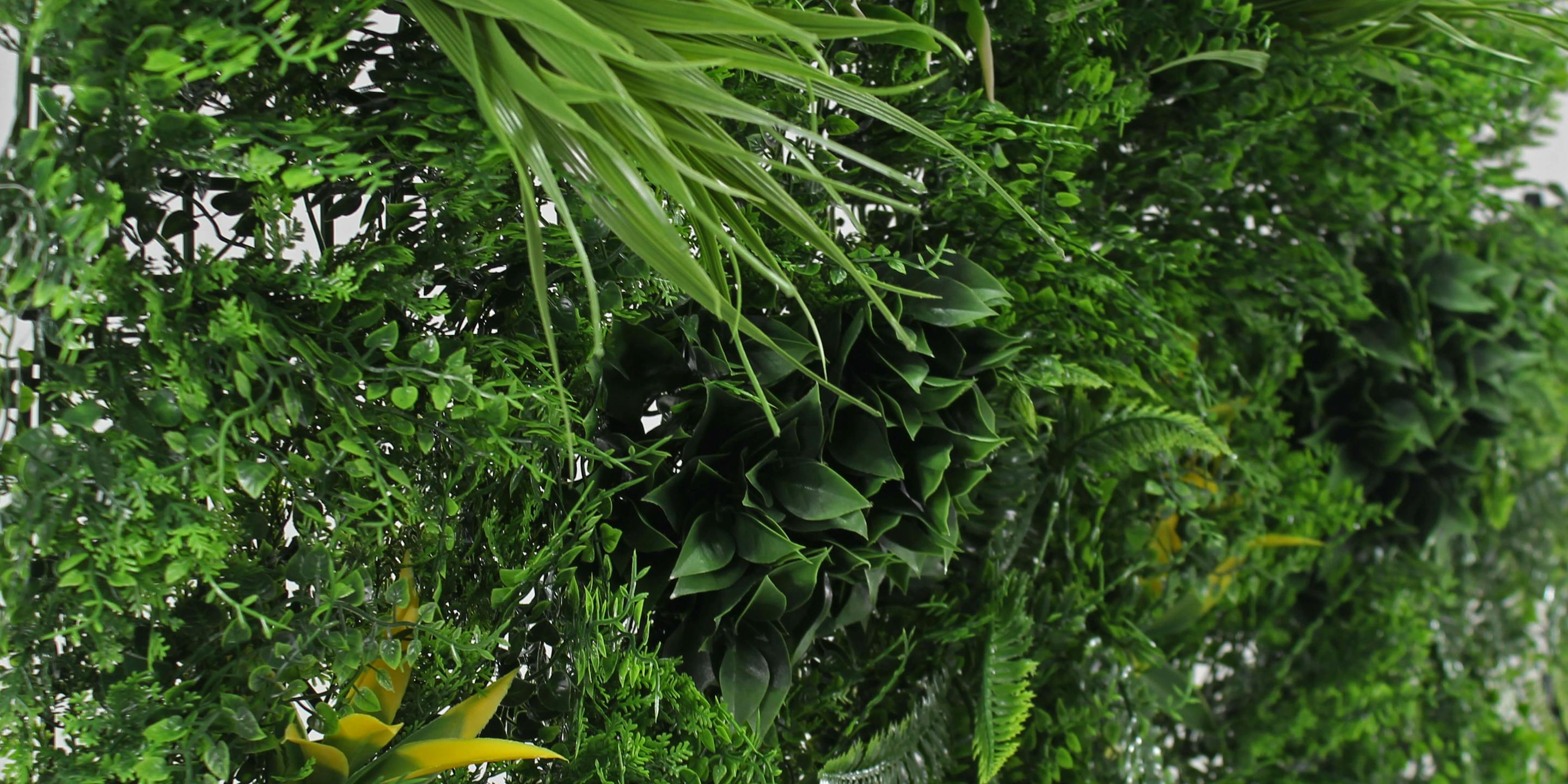 Dense fern green wall closeup